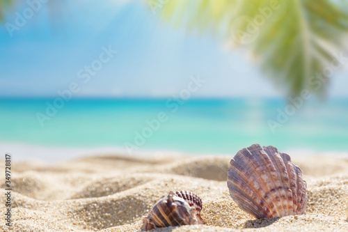 Fototapeta Naklejka Na Ścianę i Meble -   Sunny tropical beach, summer holidays vacation, Caribbean beach with turquoise water background, seashells in sand, palm tree on the beach