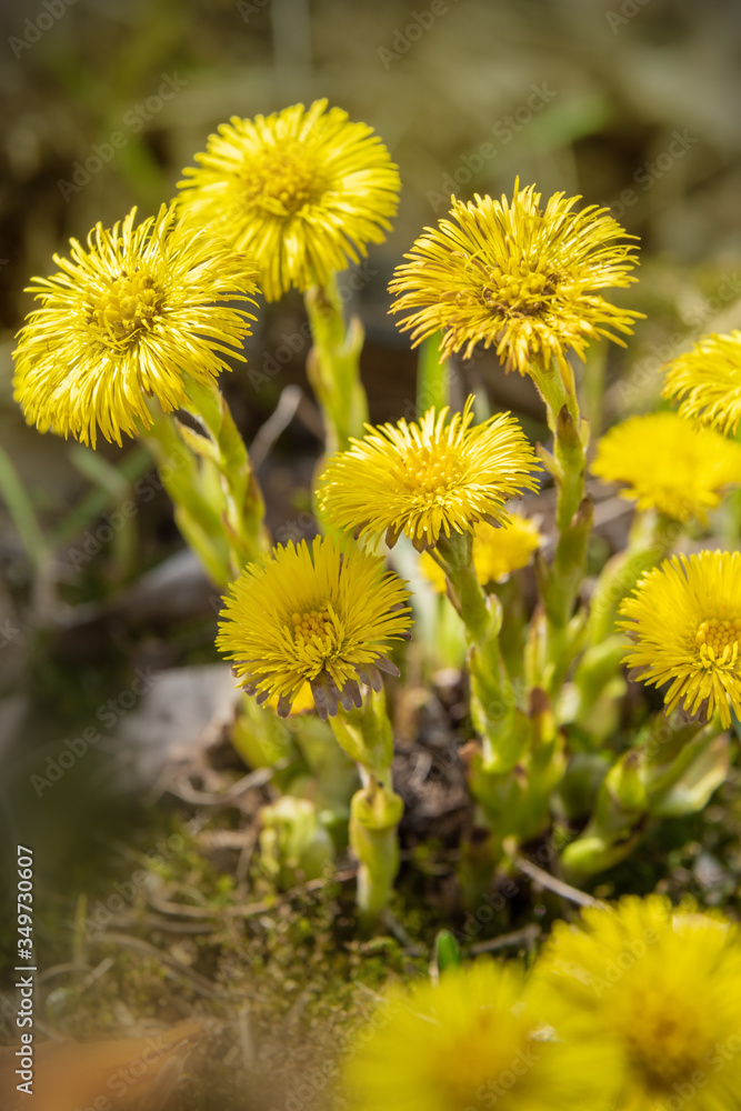 Yellow Coltsfoot flower or Tussilago farfara Yellow Coltsfoot flower or Tussilago farfara