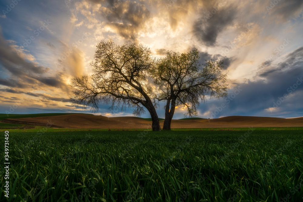Fototapeta premium Sunset with Lone Tree in a green field