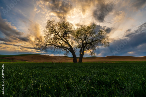 Sunset with Lone Tree in a green field