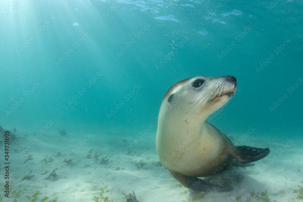 Sea Lion 