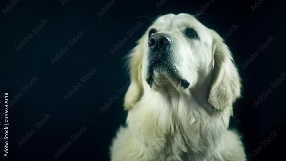 Head of a Golden Retriever on a black background close-up. The white dog licks its lips and waits for food. The dog licks its lips. Head of a Golden Retriever on a black background close-up. The white dog licks its lips and waits for food. The dog licks its lips.