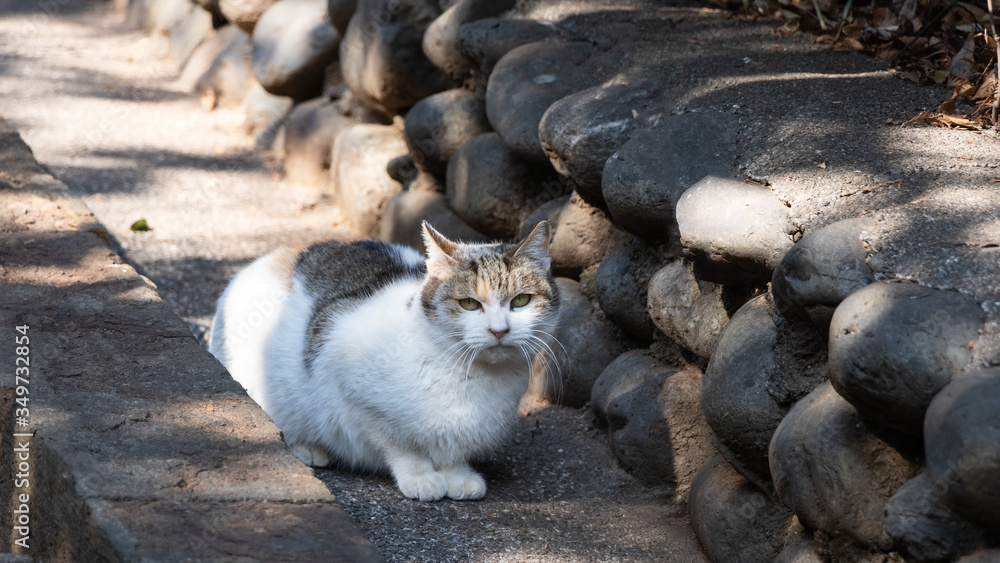 Fototapeta premium 階段横から下を見る猫