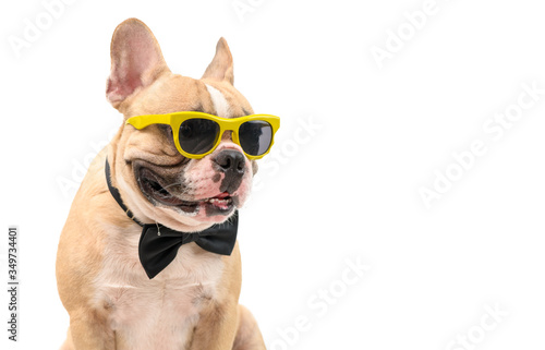 Cute  brown french bulldog wear sunglasses with black bow tie hungry isolated © kwanchaichaiudom