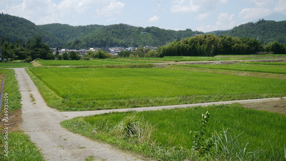 Paddy field in Japanese countryside