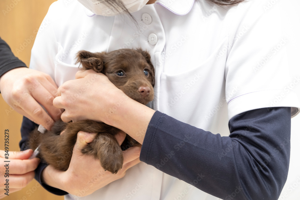 Miniature dachshund puppies vaccinated in veterinary clinic Miniature dachshund puppies vaccinated in veterinary clinic