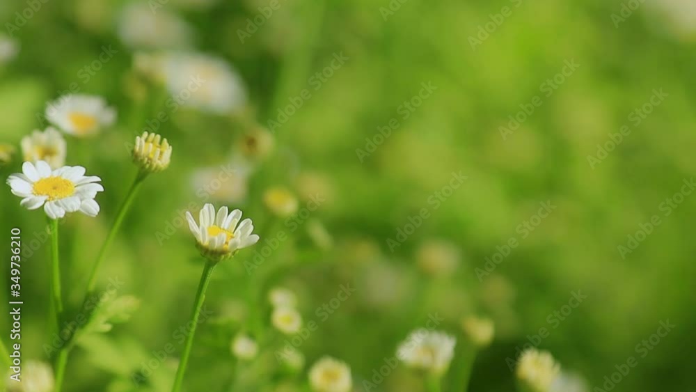 Close shot of blooming white daisies in spring with green blurred background Close shot of blooming white daisies in spring with green blurred background