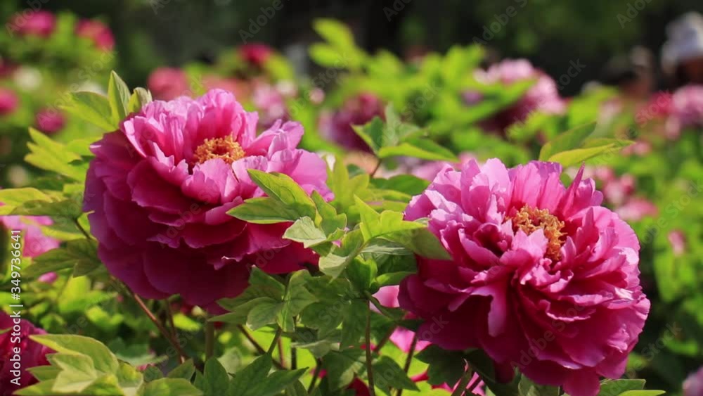 Close shot of purple peony blossoms in the park with blurred crowd background Close shot of purple peony blossoms in the park with blurred crowd background