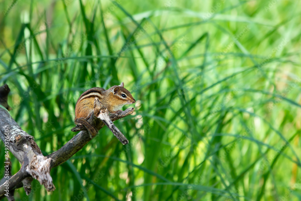 Obraz premium Chipmunk resting on dead branch in front of green grass