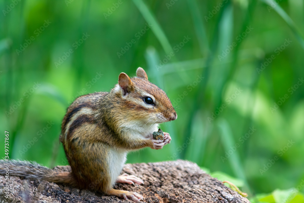 Chipmunk sitting on a log with blurred background of green grass Chipmunk sitting on a log with blurred background of green grass