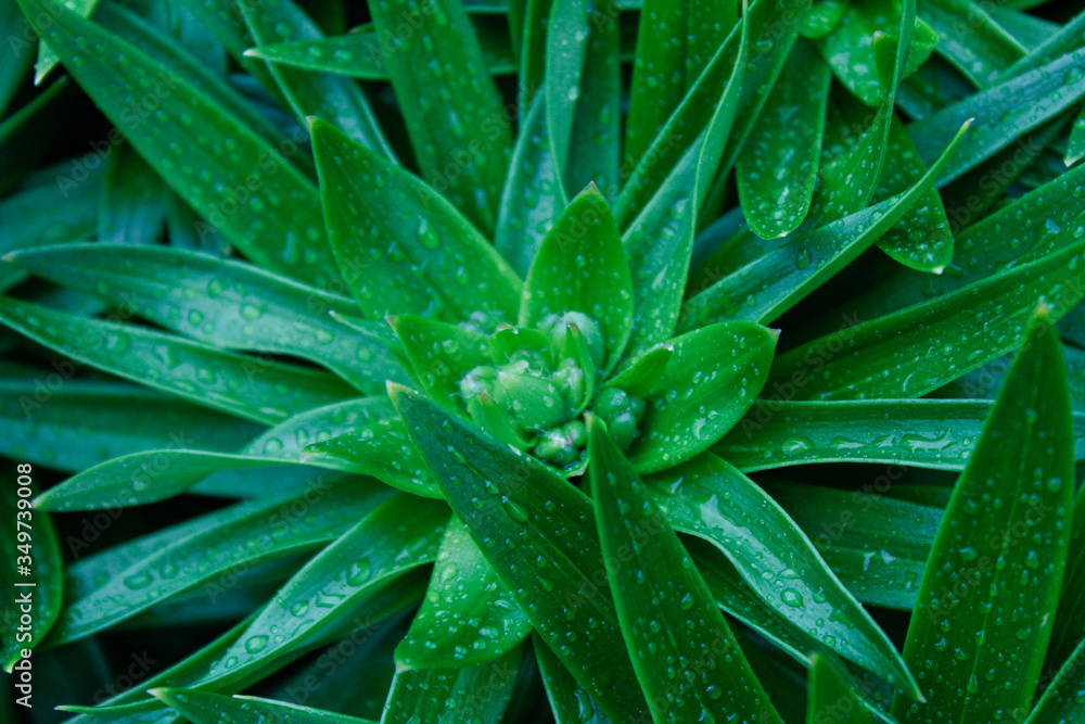 Sharp green plant with water drops Sharp green plant with water drops