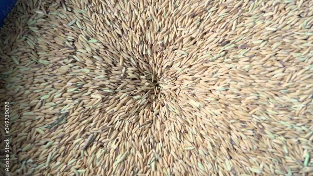 The paddy will be shelling by a shelling machine. In the rice milling process The paddy will be shelling by a shelling machine. In the rice milling process