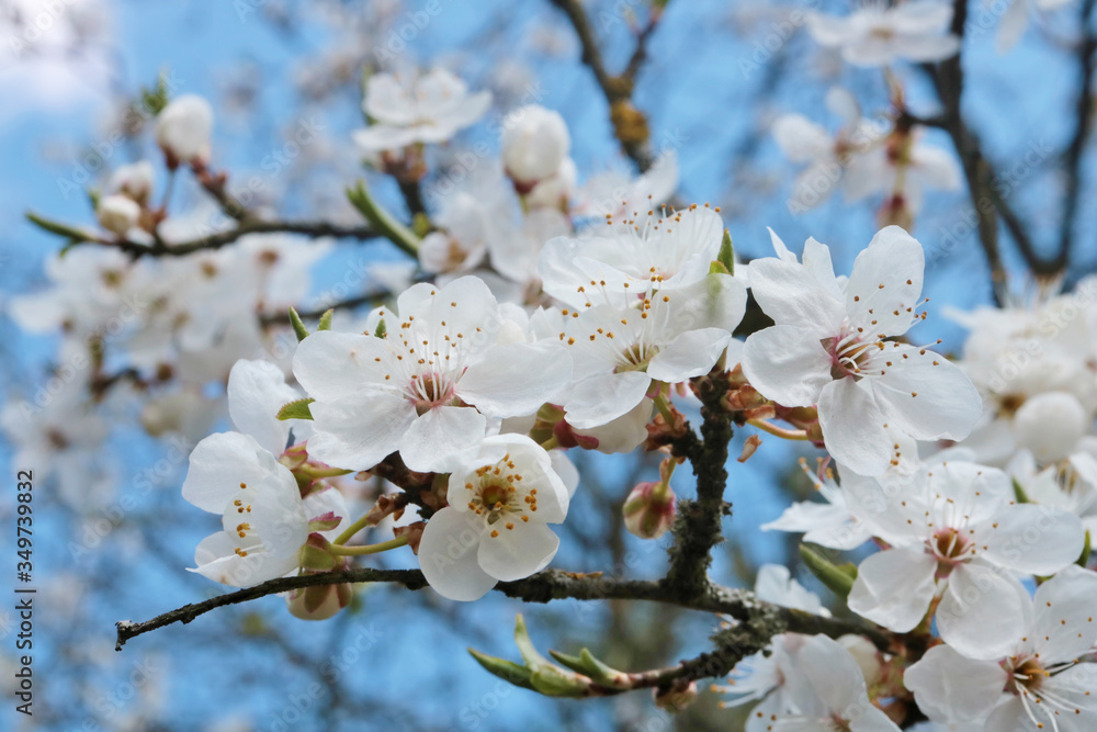 Blossom spring cherry flowers on sky background macro