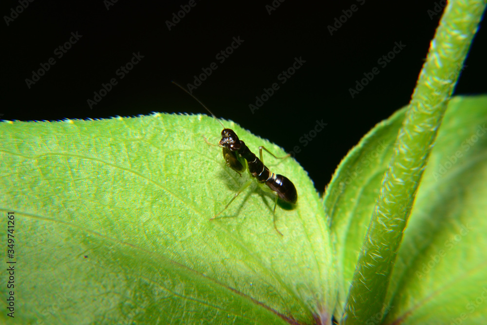 Odontomantis planiceps is known as The Asian ant mantis. Small mantis and black Odontomantis planiceps is known as The Asian ant mantis. Small mantis and black