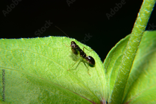 Odontomantis planiceps is known as The Asian ant mantis. Small mantis and black