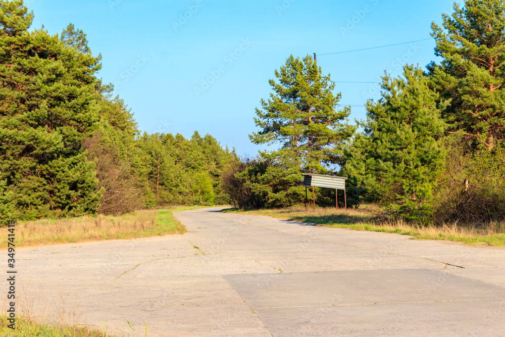 Asphalt road through green pine forest at summer
