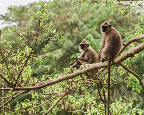 Canvas Print Monkey on the tree, Monkey Climbing Tree