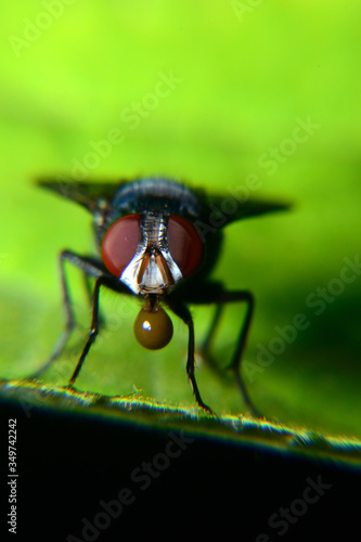 Flies with brown balls in his mouth