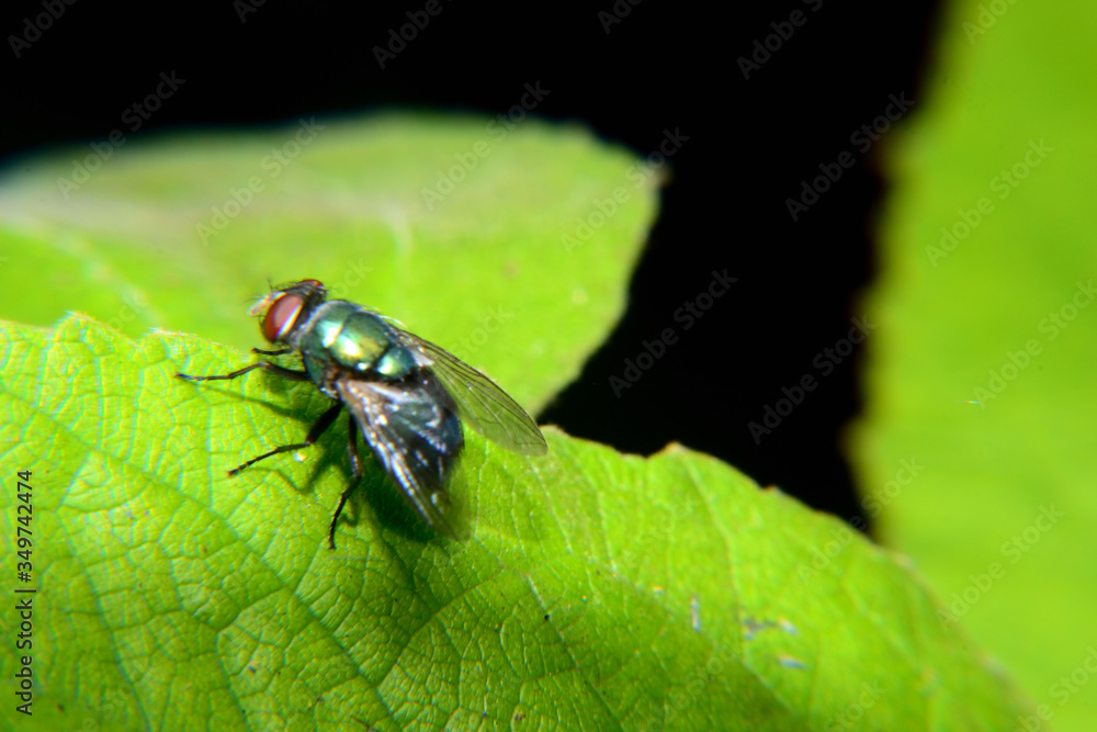 Flies with brown balls in his mouth Flies with brown balls in his mouth