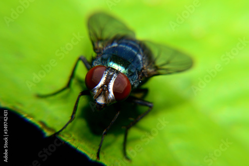 Flies with brown balls in his mouth