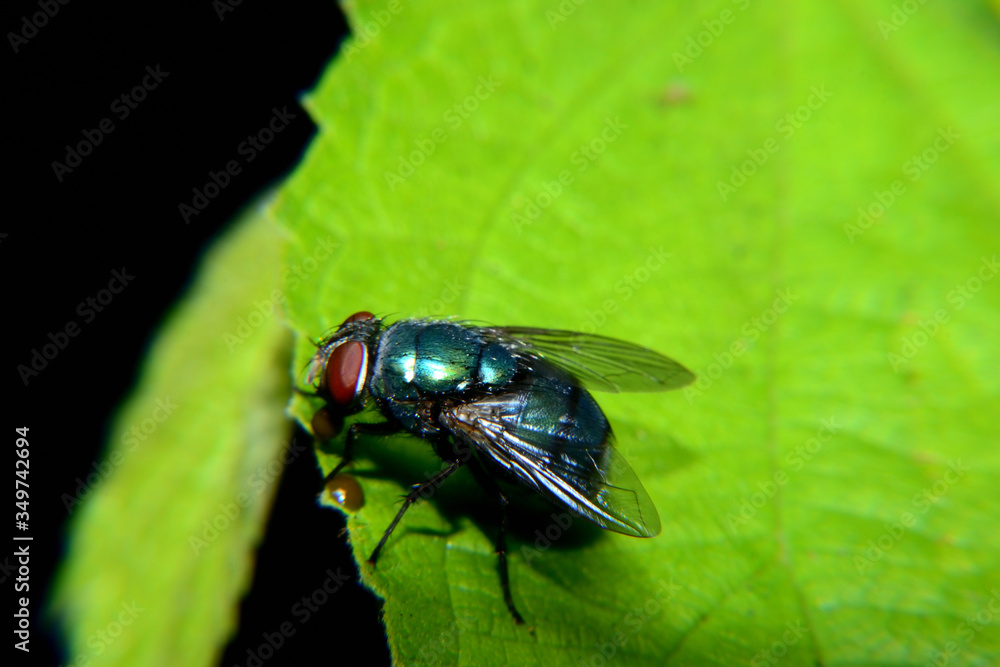 Flies with brown balls in his mouth Flies with brown balls in his mouth