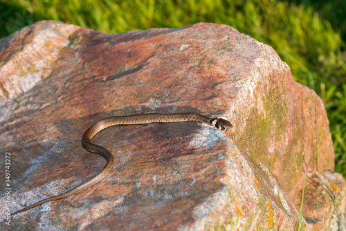 Young Grass Snake on Stone