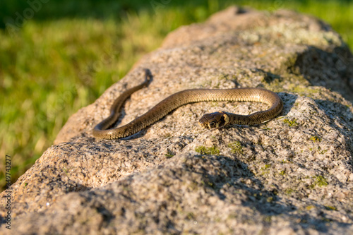Young Grass Snake on Stone