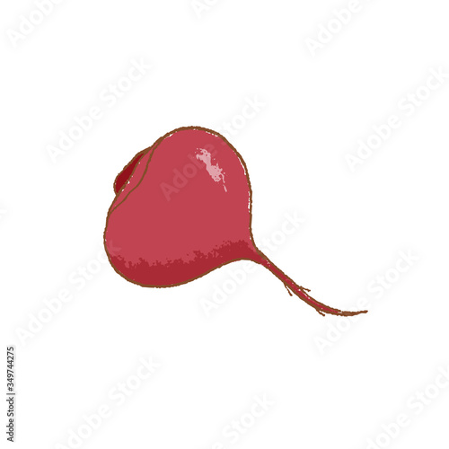 Fresh raw Purple beetroot vegetable isolated icon. Spring Rareripes. hastings, farm market, Vector illustration. hand-drawn