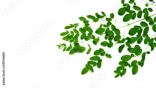 Moringa leaves are medicinal plants.