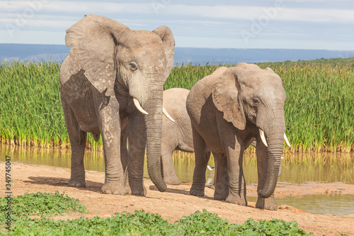 Elephants in Addo Elephant National Park