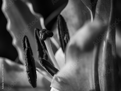 Foto Black and white photo of stamen and stigma