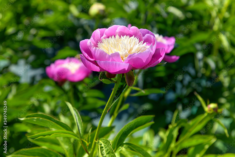 Bicolour magenta and yellow peony flower Bicolour magenta and yellow peony flower