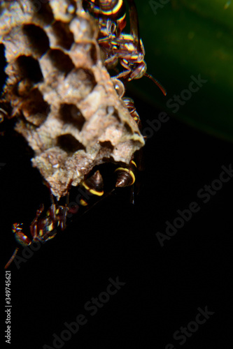 wasp in the hive with a black background © adityajati