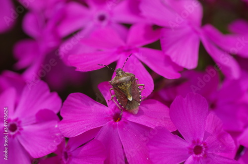 花とカメムシ © KATSU