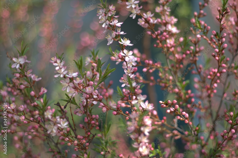 pink flowers in spring pink flowers in spring