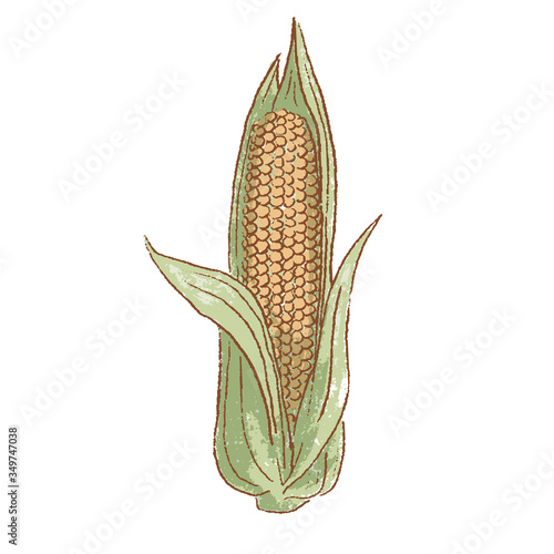 Fresh raw Ripe Ear of Corn vegetable isolated icon. Spring corn cob. Rareripes. hastings, farm market, Vector illustration