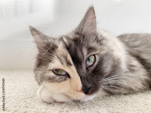 Bild auf Leinwand 珍しい猫,眠そうな猫,キメラ猫,twoface cat, rare cat, chimera cat
