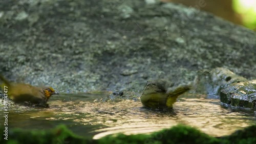 Yellow bulbul is playing in the pond to quench the heat.