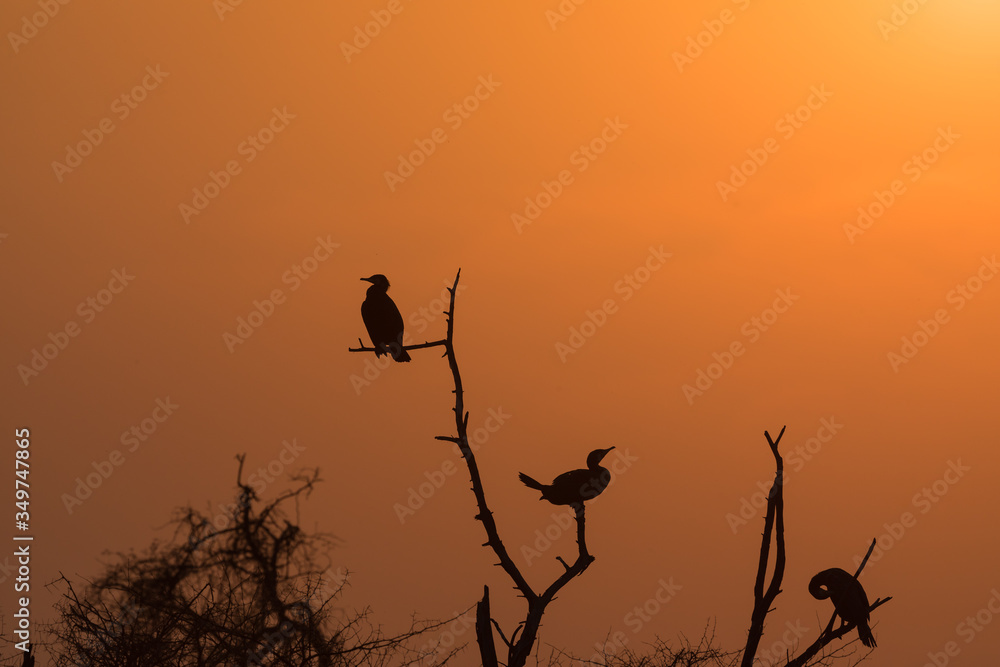Silhouette of cormorant birds on tree top 