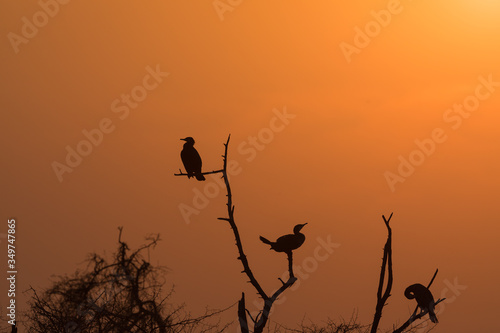 Silhouette of cormorant birds on tree top  © Ganesh Namasivayam