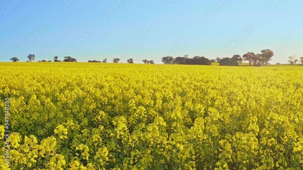 Aerial shot of rapeseed fields. Rural landscape in spring Aerial shot of rapeseed fields. Rural landscape in spring