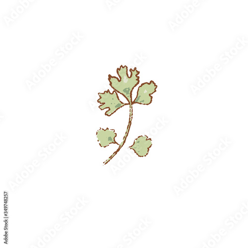 Fresh raw Ripe green parsley herb isolated icon. Spring garden salad. Rareripes. hastings, farm market, Vector illustration. hand-drawn photo