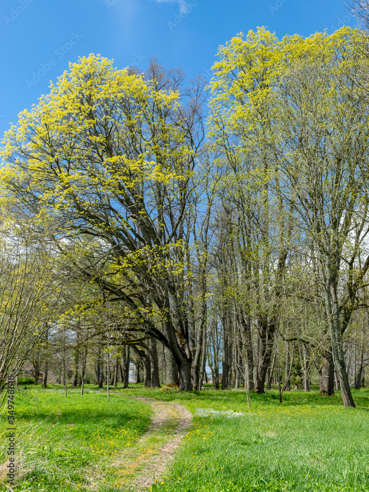 Fototapeta premium landscape with large trees in the manor park and bright green grass in the foreground