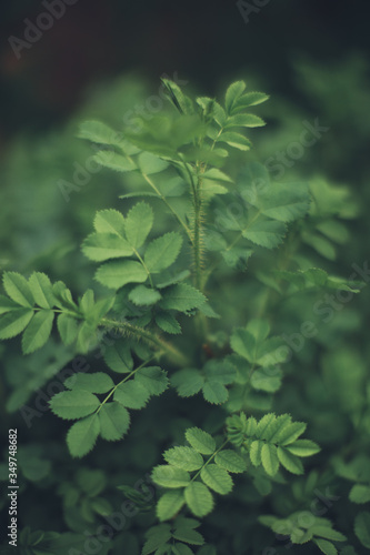 Natural background from plants