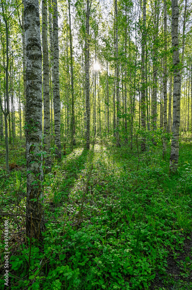 white tree trunks of birchs in Kumla Sweden white tree trunks of birchs in Kumla Sweden