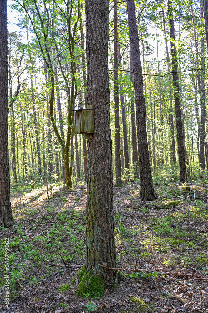 Old wooden nesting box in a tree trunk