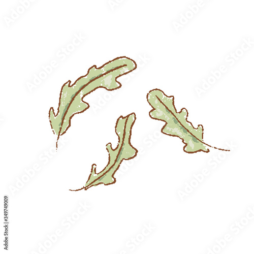 Fresh raw Ripe green fresh rucola leaves coolinary herb isolated icon. Spring garden. Rareripes. hastings, farm market