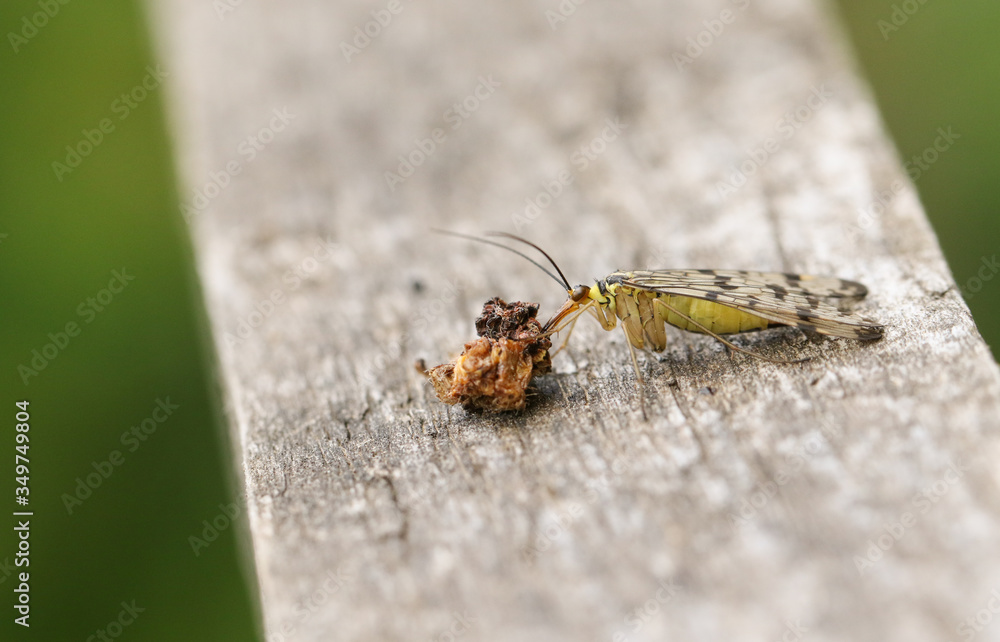 A female Scorpion Fly, Panorpa communis, perching on a wooden fence at the edge of woodland. It is feeding on a dead insect. A female Scorpion Fly, Panorpa communis, perching on a wooden fence at the edge of woodland. It is feeding on a dead insect.