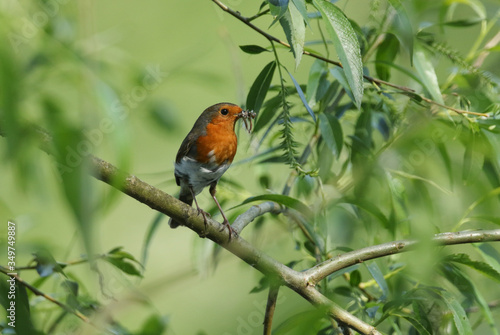 A pretty Robin  redbreast  Erithacus rubecula  perching on a branch of a Willow tree. It has a beak full of insects to feed its babies in a nest near by in spring.