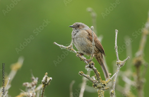 A Dunnock, Prunella modularis, or Hedge Sparrow perching on a branch of a tree.